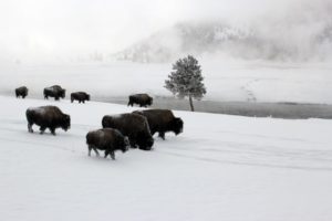 Winter Buffalo 640x427
