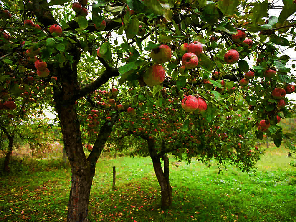 fruit tree