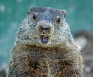 groundhog